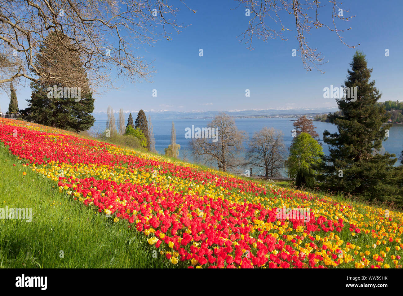 Tulip blossom in spring on the island Mainau with view over Lake Constance to the Alps, Lake Constance, Baden-Wuerttemberg, Germany Stock Photo