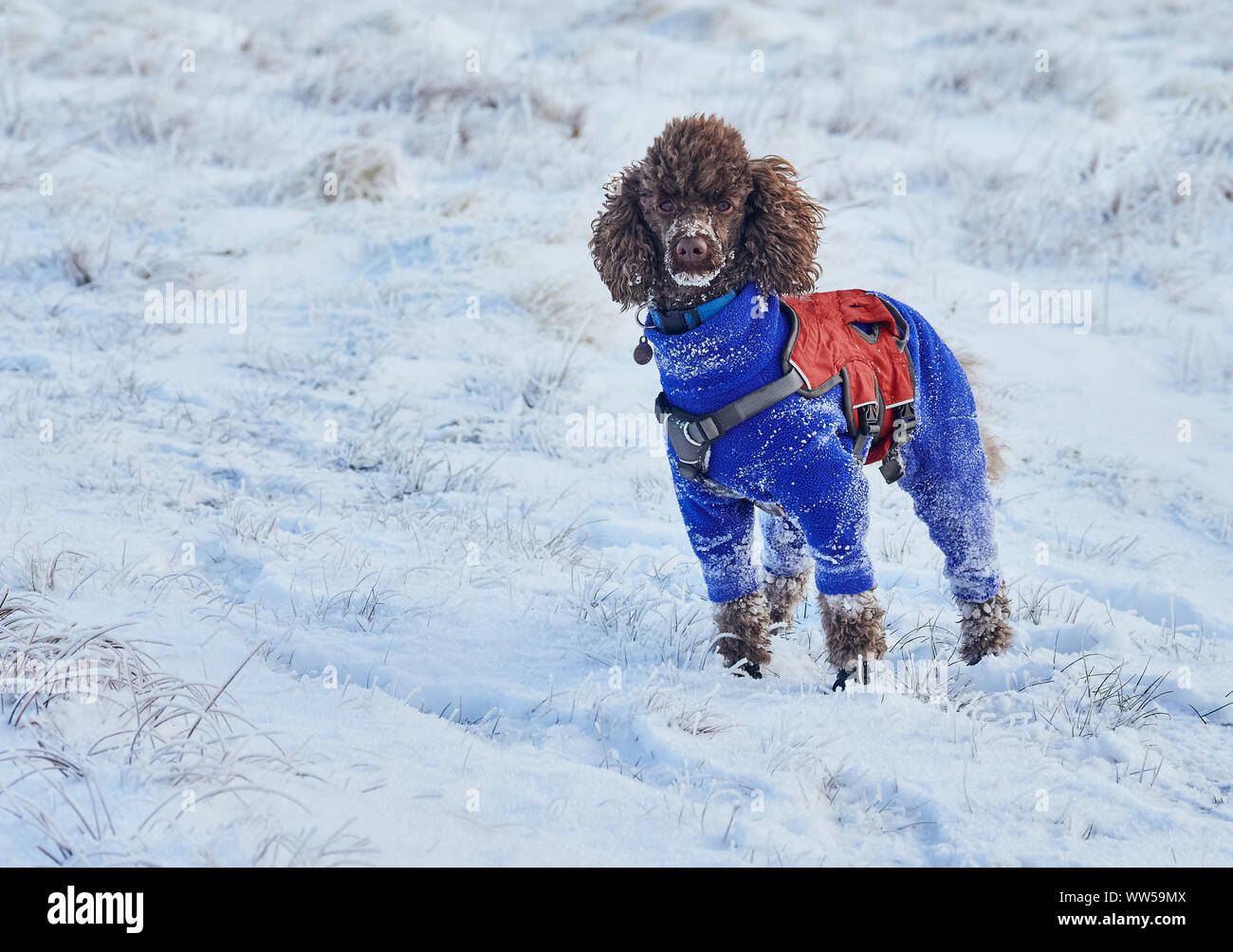 miniature poodle clothes