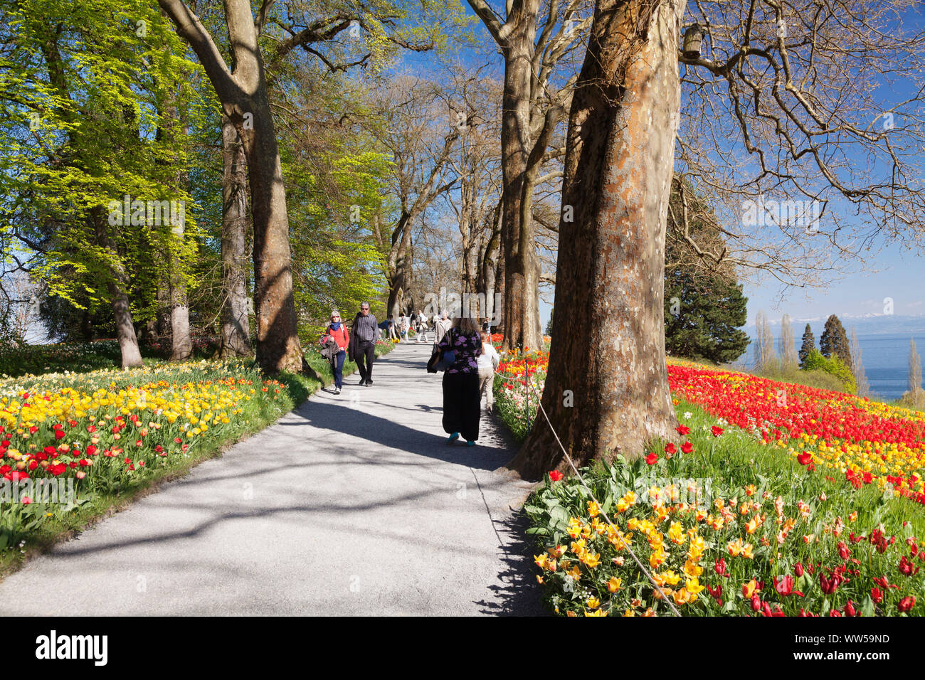 Tulip blossom in spring on the island Mainau with view over Lake Constance to the Alps, Lake Constance, Baden-Wuerttemberg, Germany Stock Photo