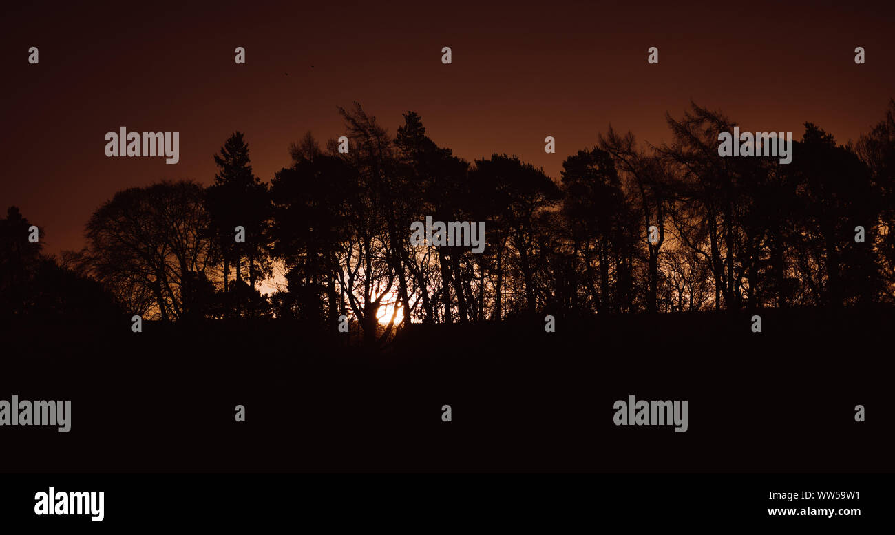 Sun rising behind the silhouette of trees in the autumn Stock Photo - Alamy