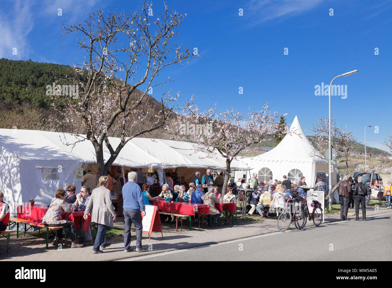 Almond blossom festival, Gimmeldingen, near Neustadt an der WeinstraÃŸe, German Wine Route, Rhineland-Palatinate, Germany Stock Photo