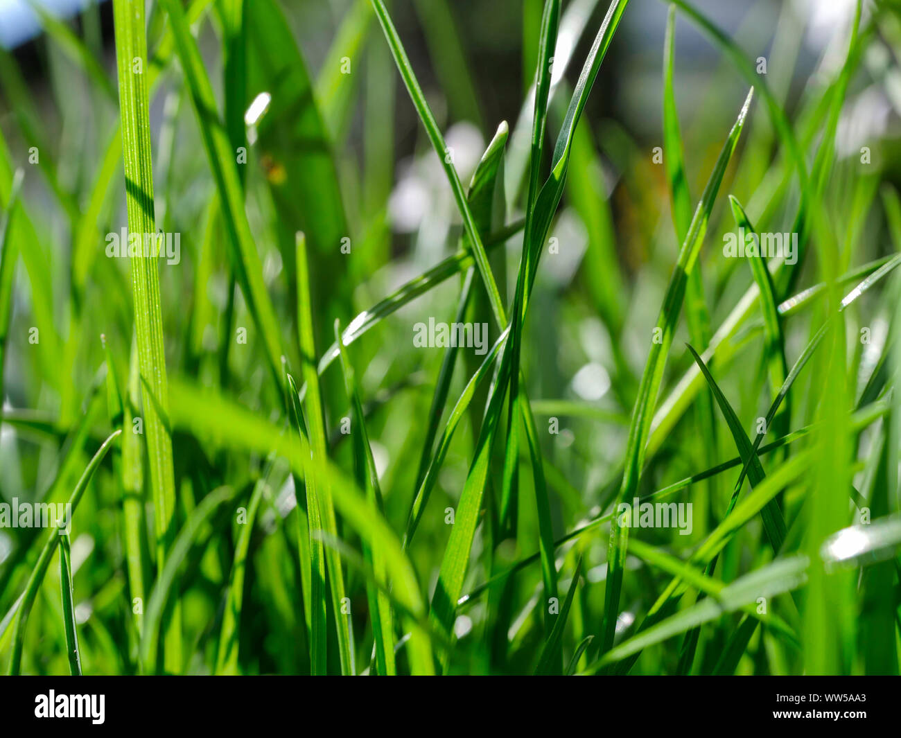 Green turf, blades of grass Stock Photo
