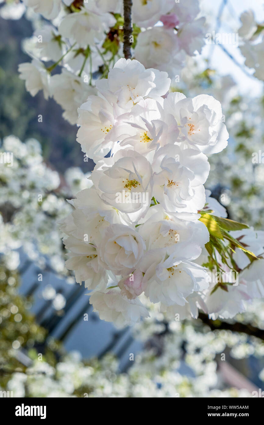 Cherry tree (Prunus avium) in full blossom Stock Photo