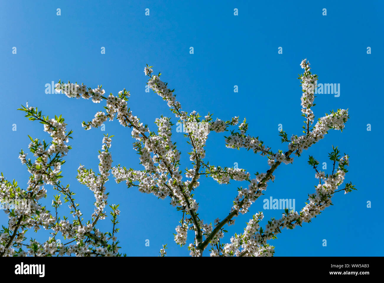 Cherry tree (Prunus avium) in full blossom Stock Photo