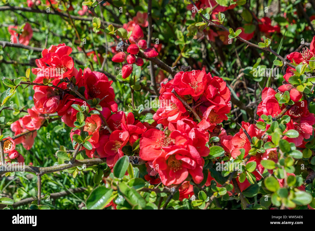 Redblossoming flowering quince, ornamental shrub, Chaenomeles Stock