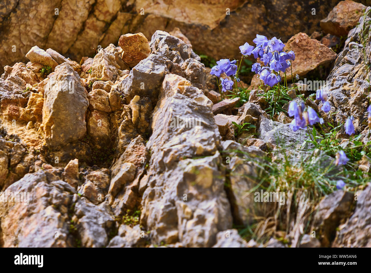 Flowering harebell (Campanula rotundifolia) on infertile inhospitable hard dry ground between the rocks of the Alps Stock Photo