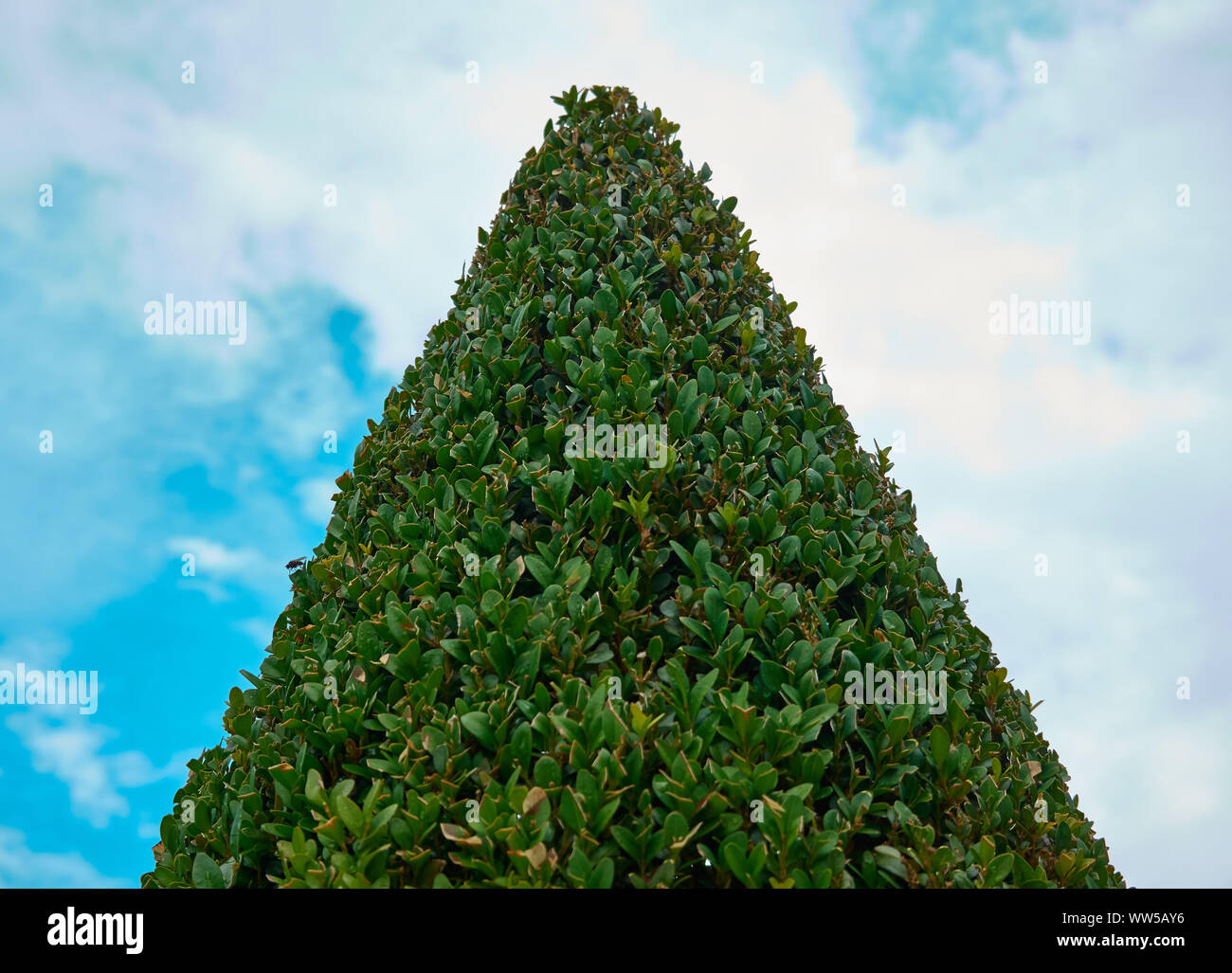 Conically cut boxwood in the shape of a strict green triangle Stock Photo