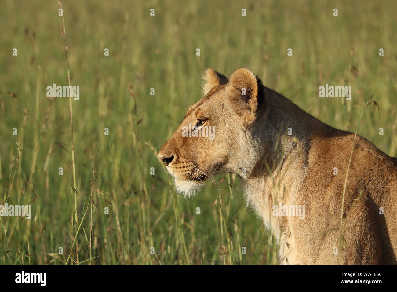 Masai Mara Lion Tourist High Resolution Stock Photography and Images ...