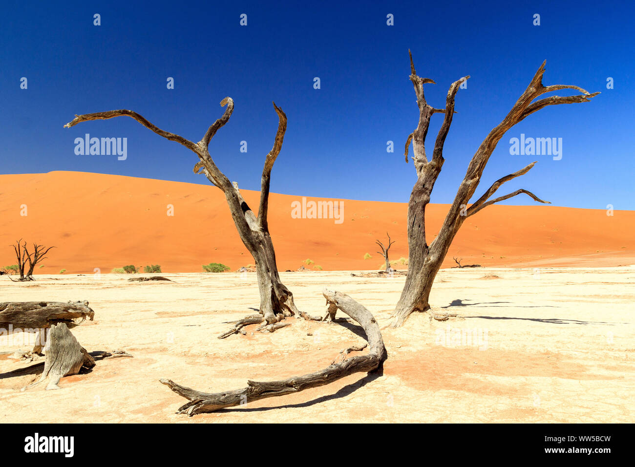 Salt pan of Deadvlei with very old and dead camel thorn trees, Namib Naukluft Park, Namibia Stock Photo