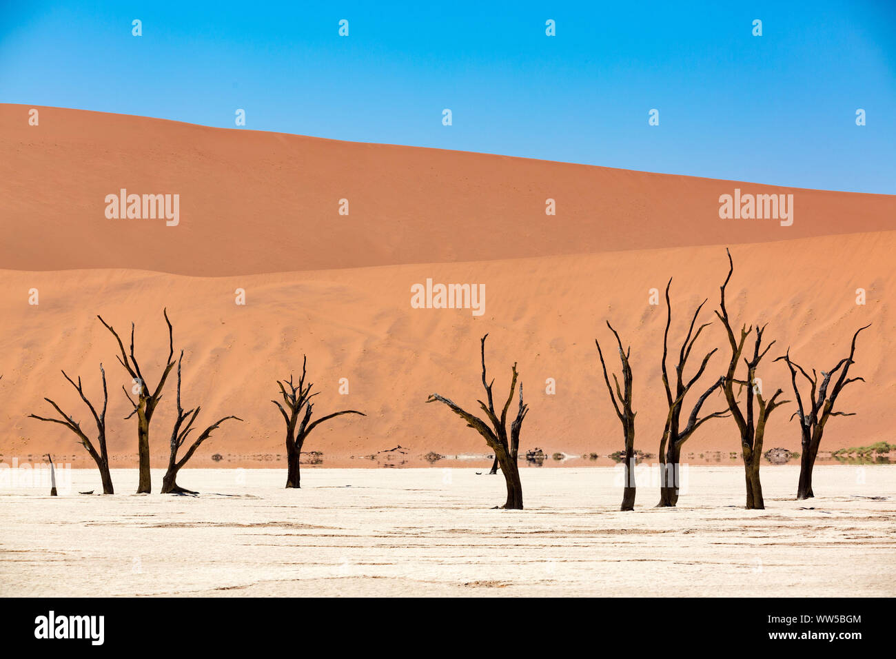 The dead trees of Deadvlei, Namib Naukluft Park, Namibia Stock Photo