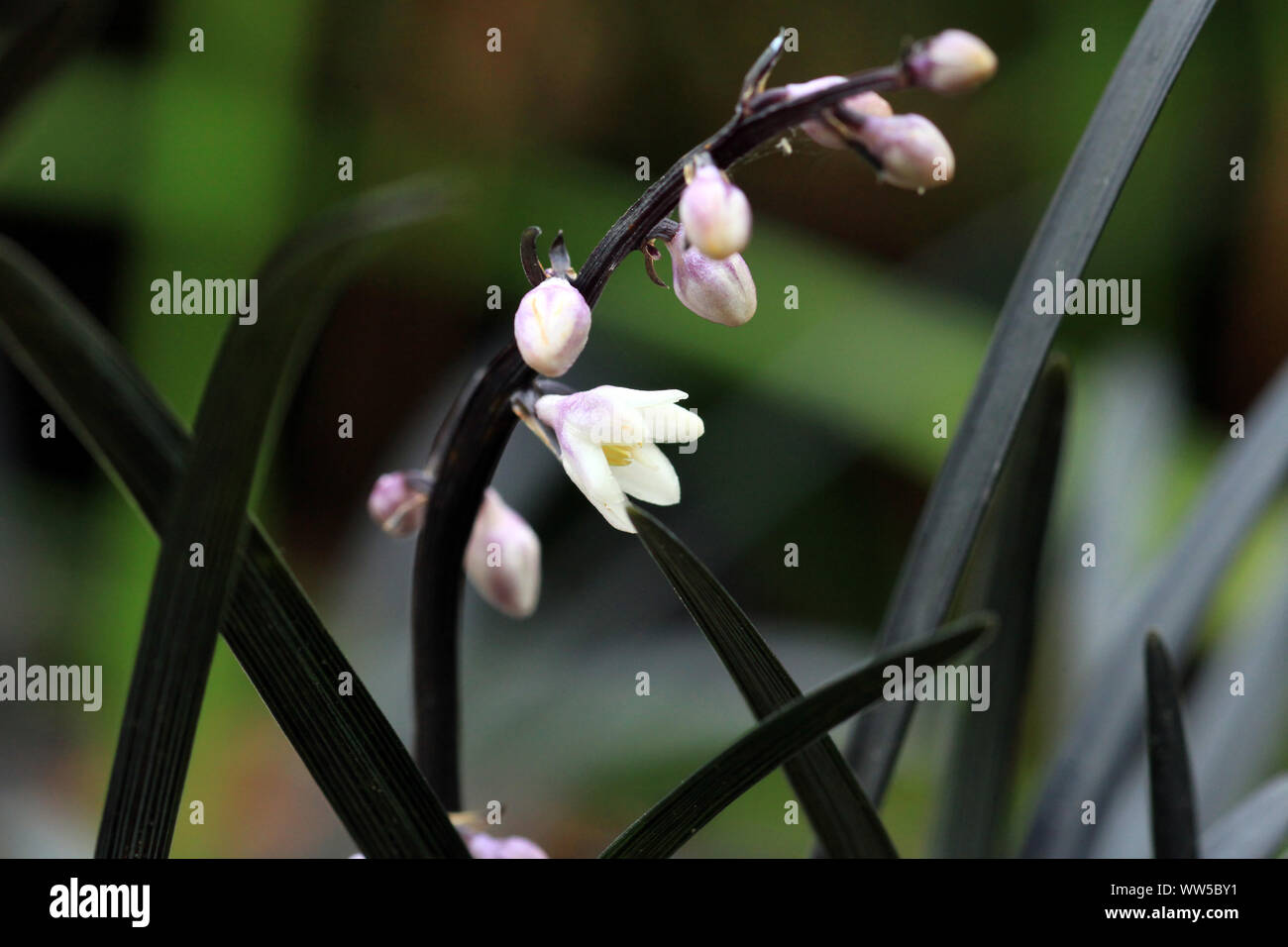 Black mondo grass Ophiopogon planiscapus Nigrescens with pink flowers ...