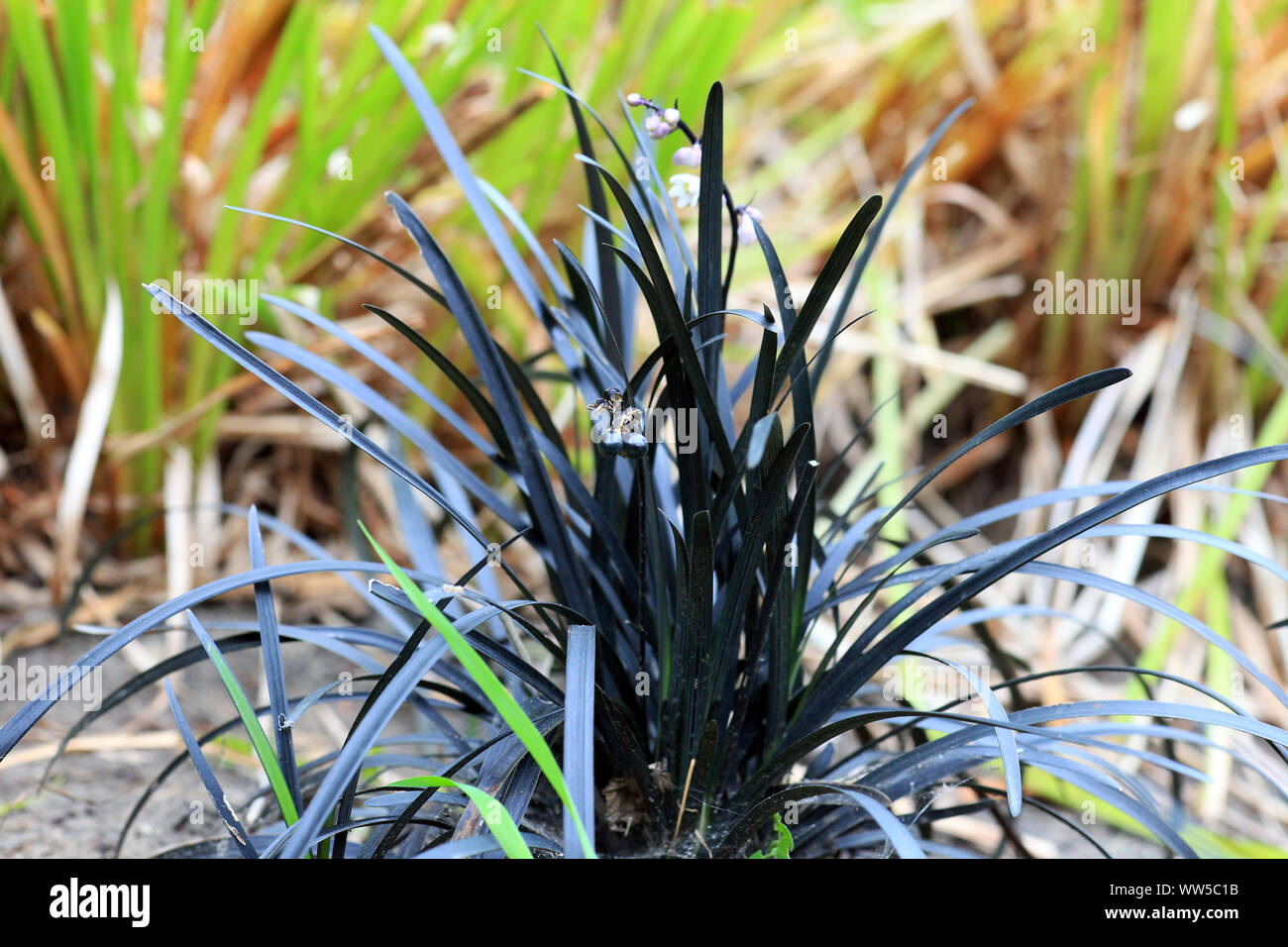 Mondo Grass High Resolution Stock Photography And Images Alamy