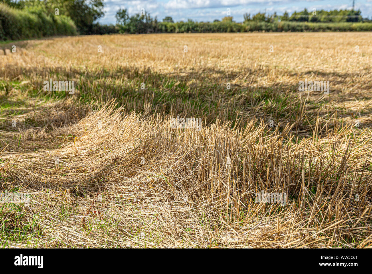 Remains Of A Cereal Crop After Harvest Stock Photo Alamy