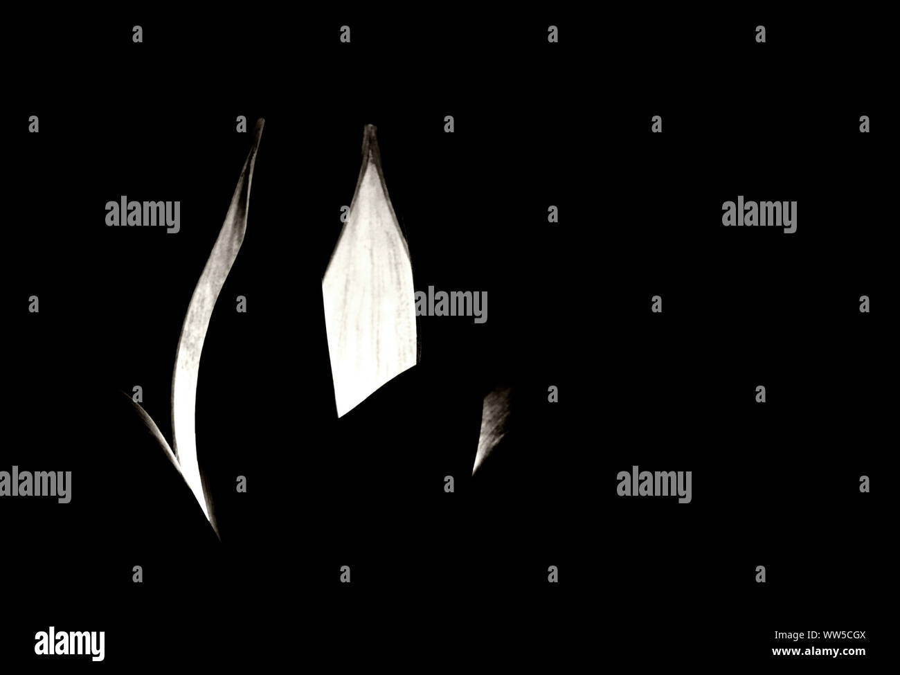 The shot of a lamp in the shape of a tulip in the darkness, Stock Photo