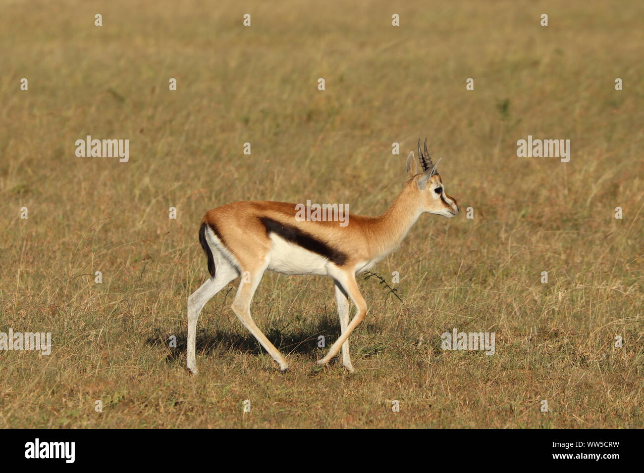 Thompson's gazelle in the savannah, Masai Mara National Park, Kenya ...