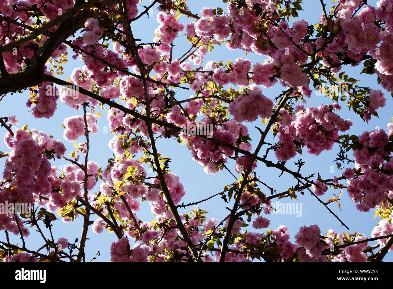 Close-up of a Japanese flower cherry, Stock Photo