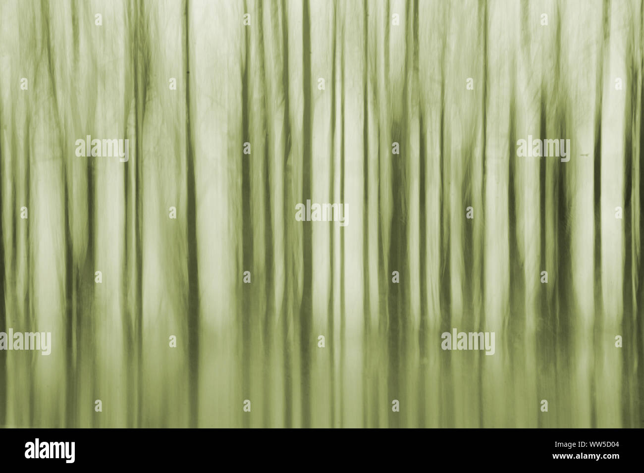 Photography of a tree row abstract modified by a camera motion, Stock Photo