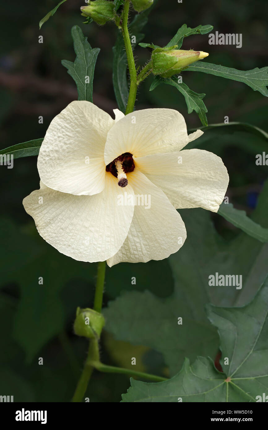Aibika, Abelmoschus manihot, Single cream coloured flower growing outdoor. Stock Photo