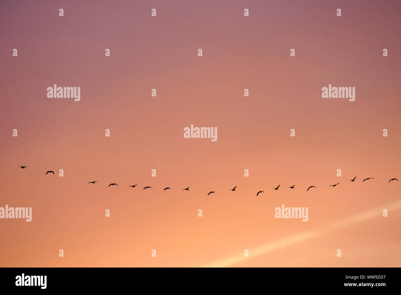 A group of flying wild geese during a sundown, Stock Photo