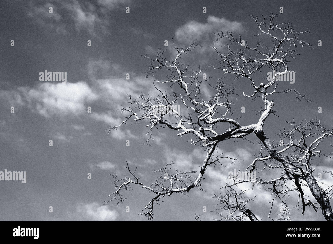 Photography of gnarled tree twigs in backlight, Stock Photo