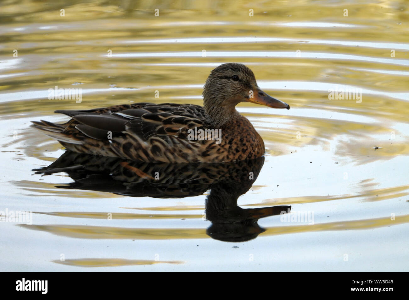 The mallard (Anas platyrhynchos) is a dabbling duck that breeds throughout the temperate and subtropical Americas, Eurasia, and North Africa. Stock Photo