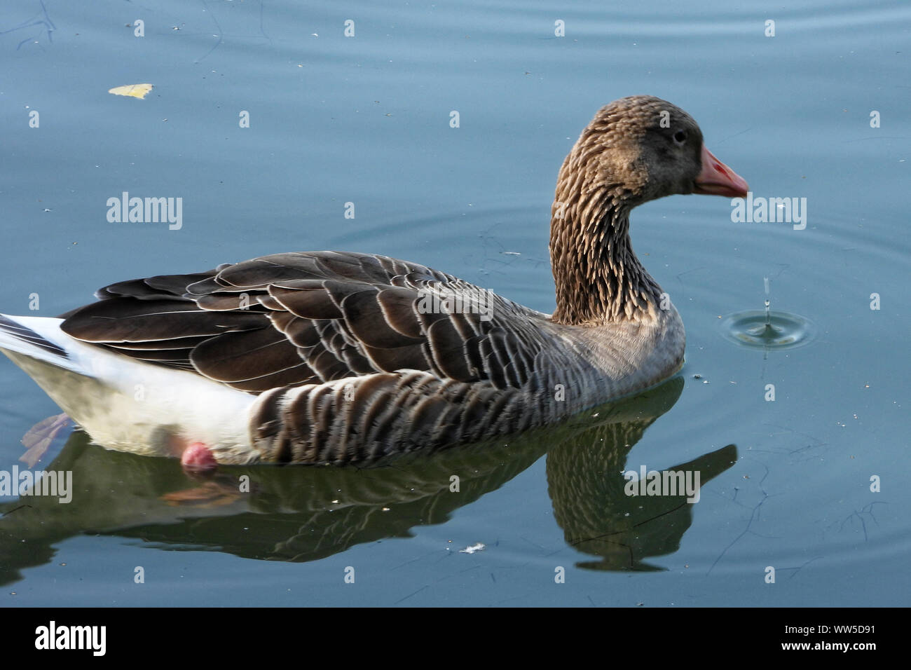 Greylag goose (Anser anser) is a species of large goose in the waterfowl family Anatidae and the type species of the genus Anser. Stock Photo