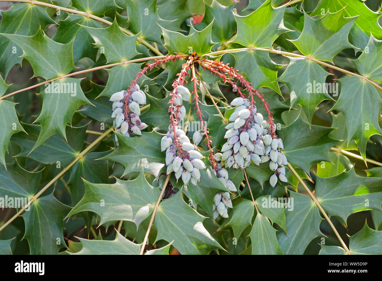 Mahonia, Beale's barberry fruits, Mahonia bealei, Mass of mauve coloured fruit growing on the plant outdoor. Stock Photo