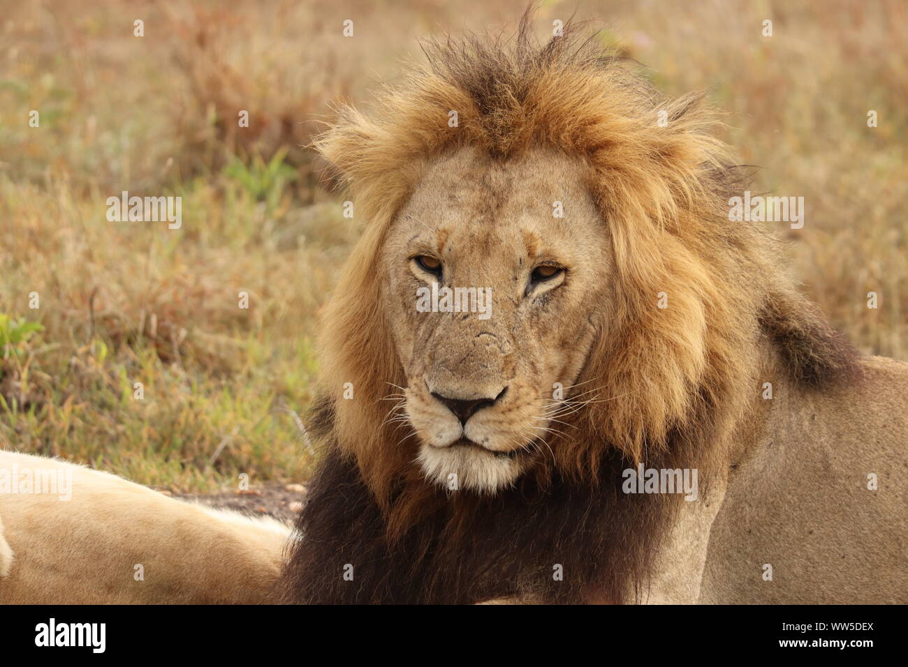 Male lion face closeup, Masai Mara National Park, Kenya. Stock Photo