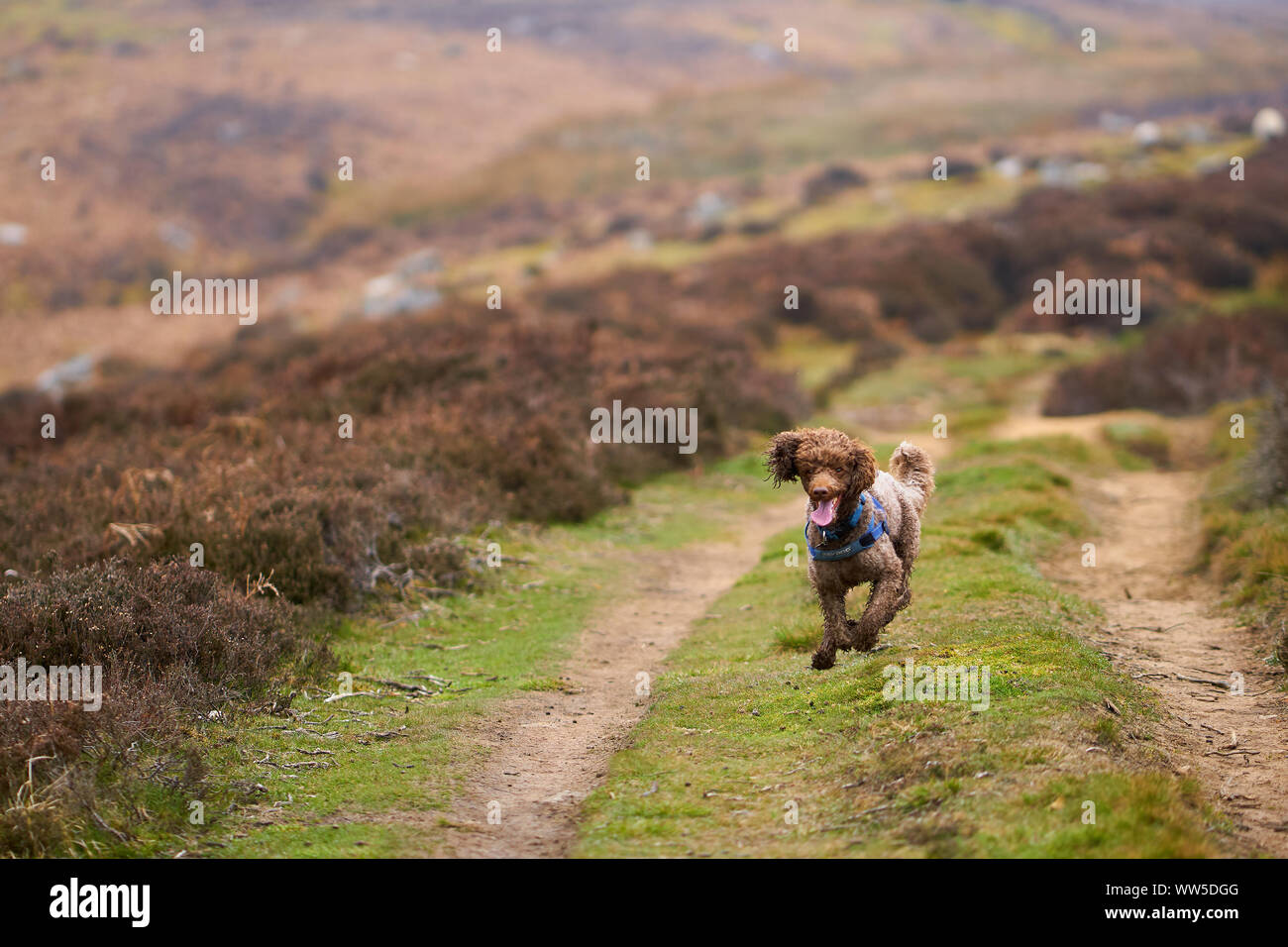 how fast can a mini poodle run