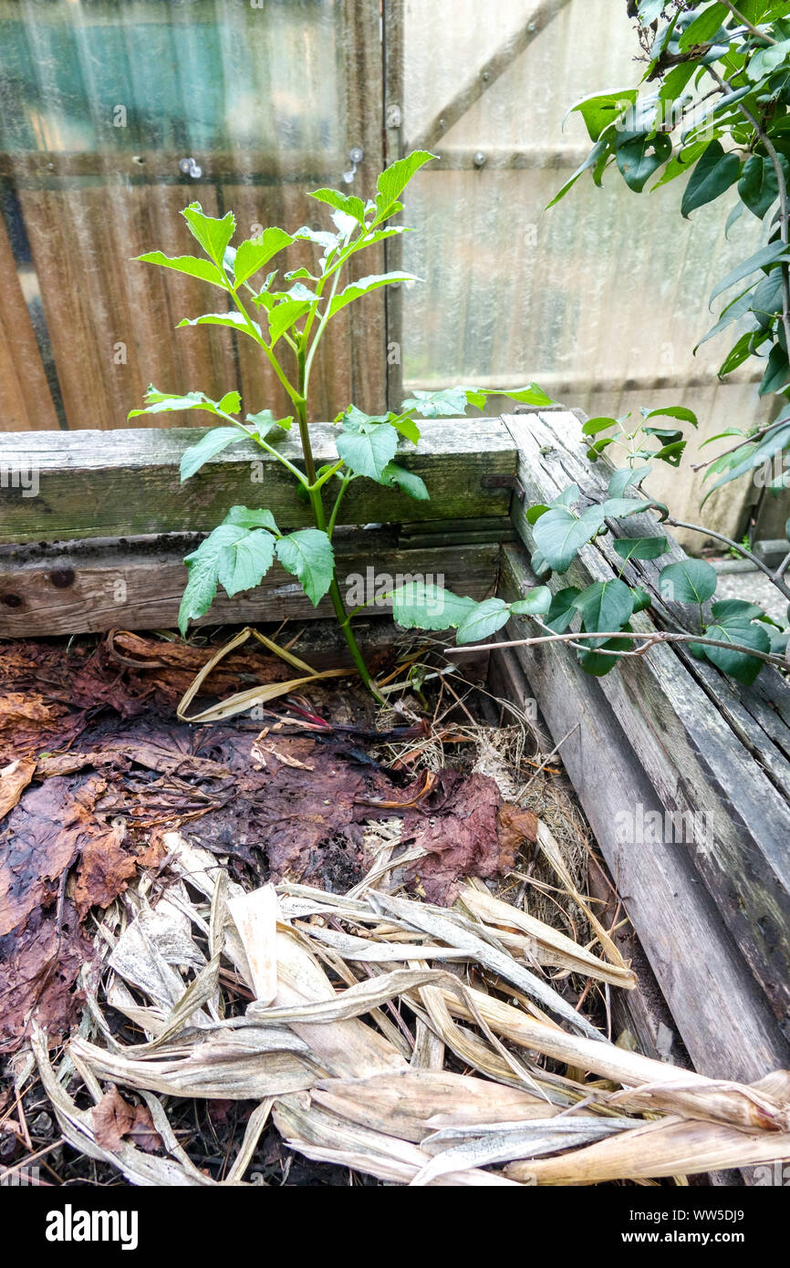 Compost bin garden waste, leaves, organic leftovers, potato growing in garden, compost plant