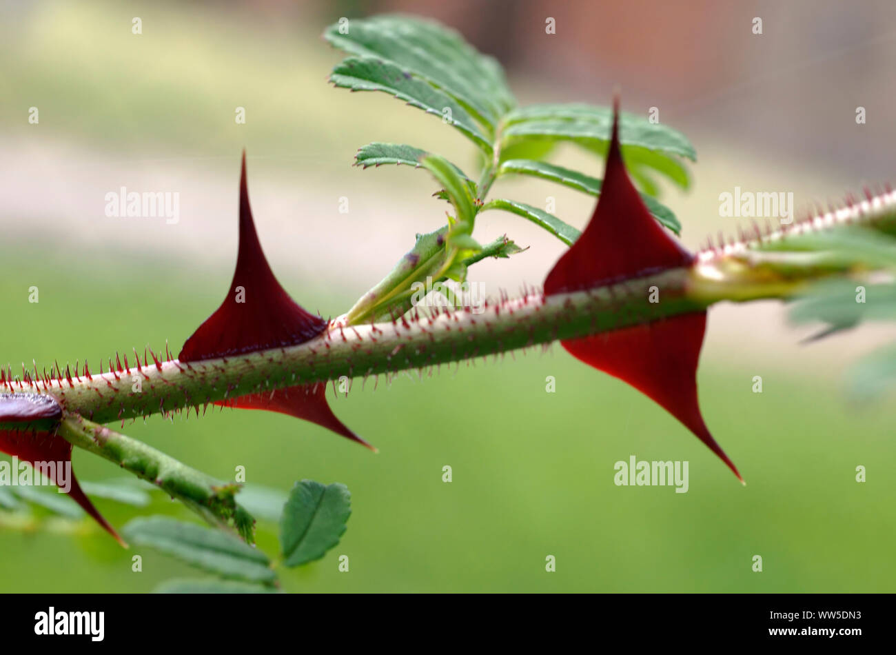 Thorns of the stalk of a Rosa omeiensis rose, Stock Photo
