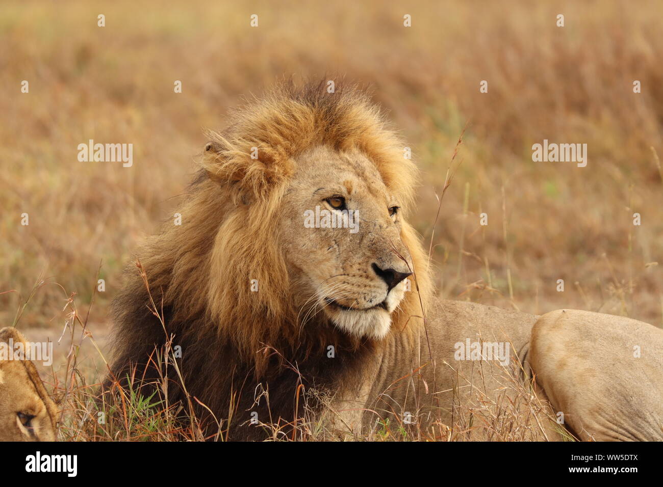 Masai mara safari sighting hi-res stock photography and images - Alamy
