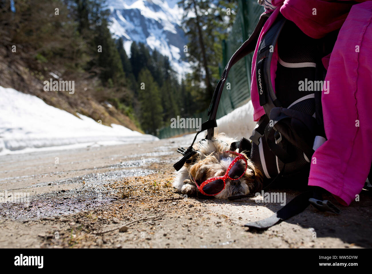 Shih Tzu dog with sunglasses lying exhausted beside luggage on a mountain road Stock Photo