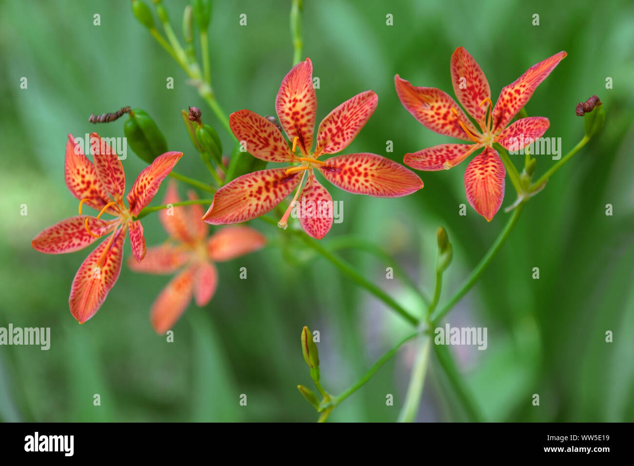 Lily, Leopard lily, Iris domestica 'Blackberry lily', Red coloured