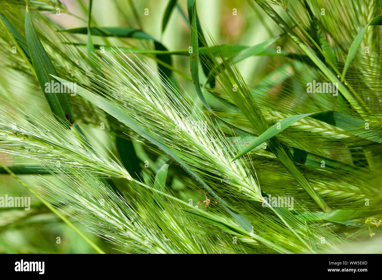 Barley plants hires stock photography and images Alamy