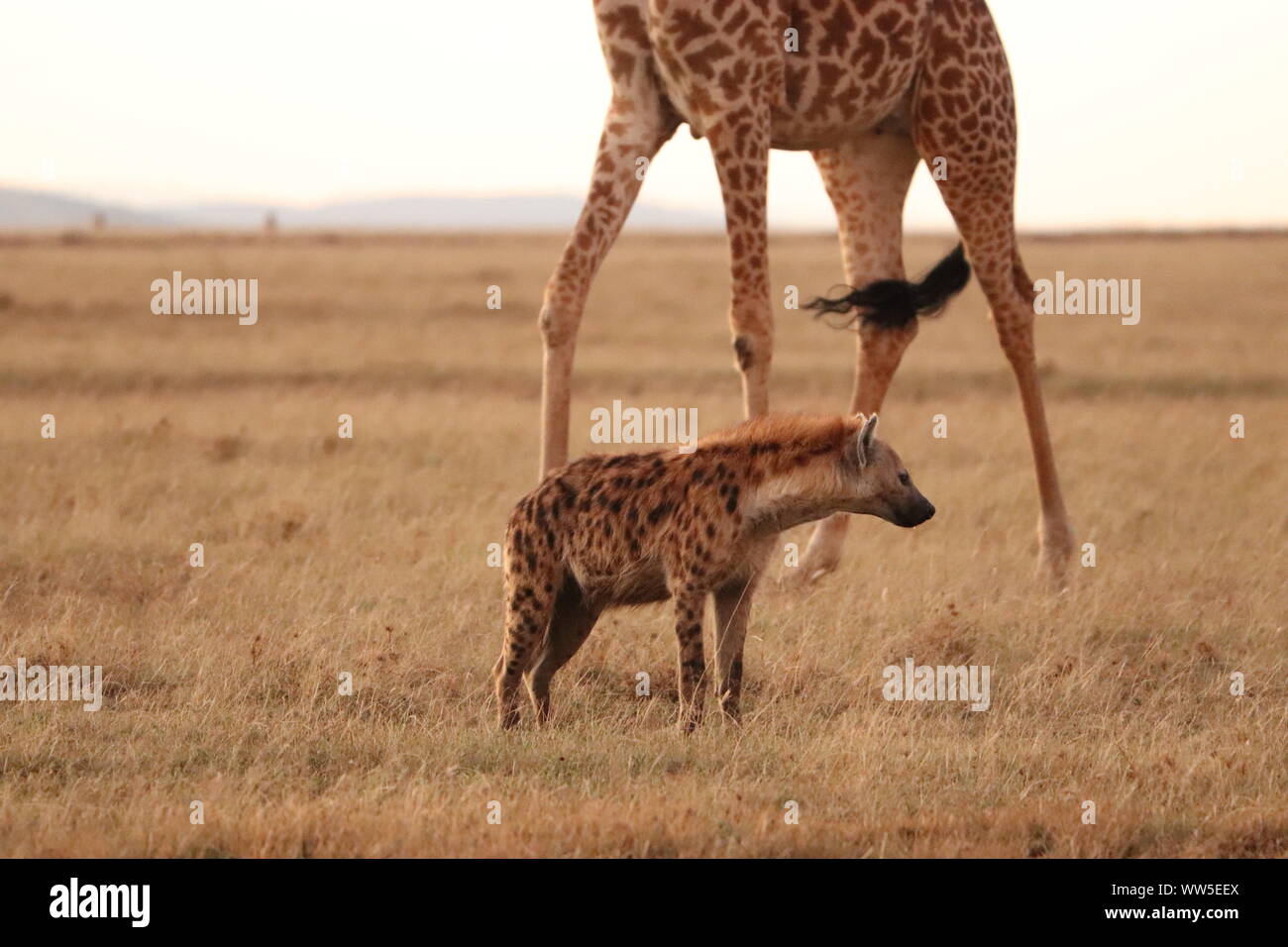 Spotted hyena and giraffe, Masai Mara National Park, Kenya Stock Photo