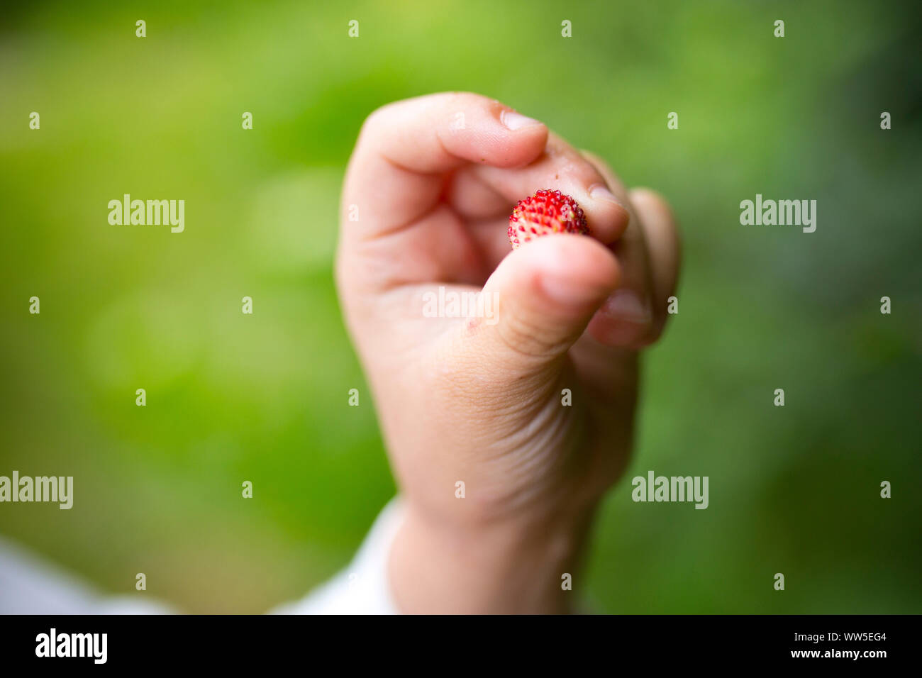 Children's hand with little strawberry in front of green background Stock Photo