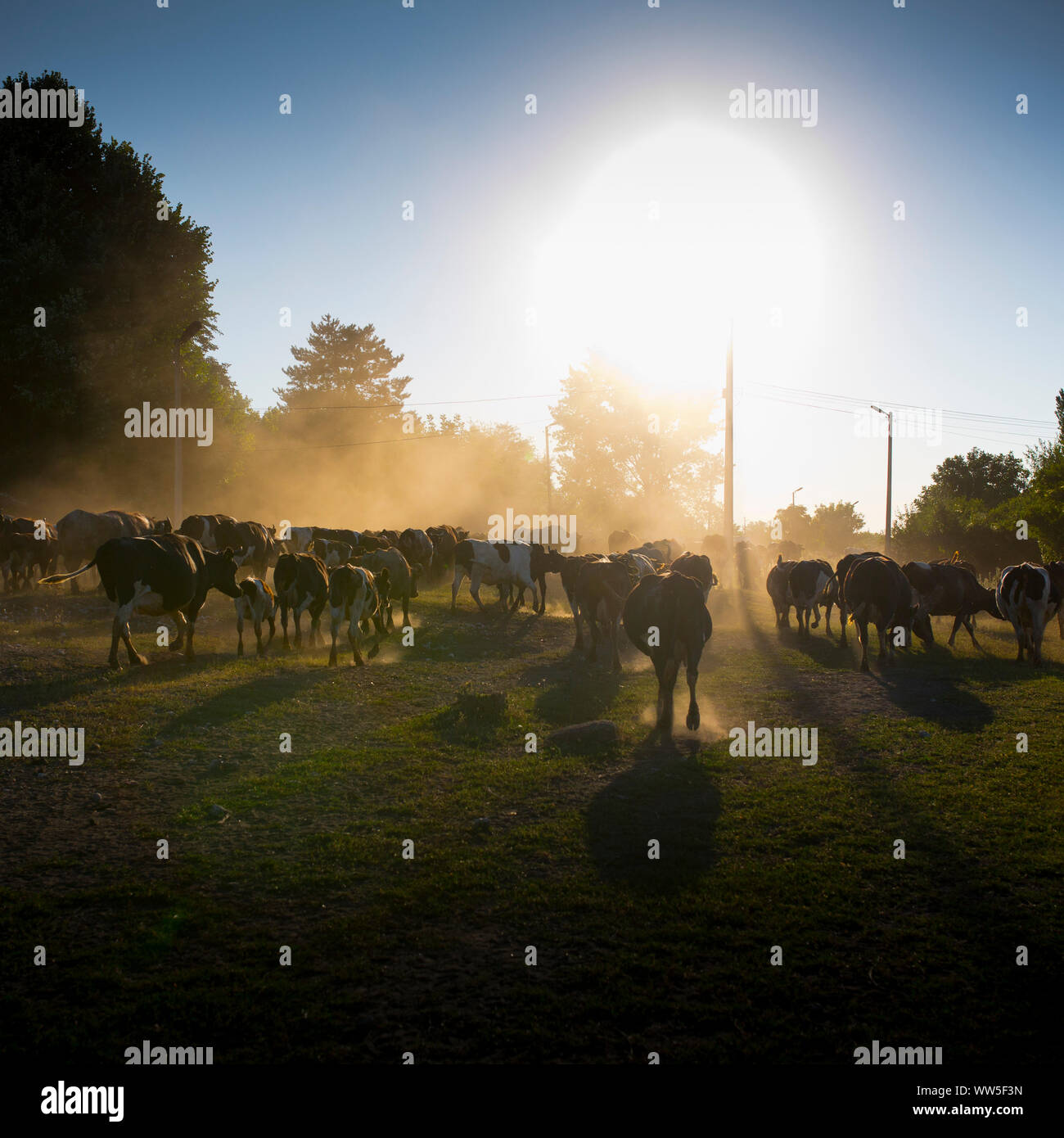 Cow herd in backlight with dusty soil Stock Photo