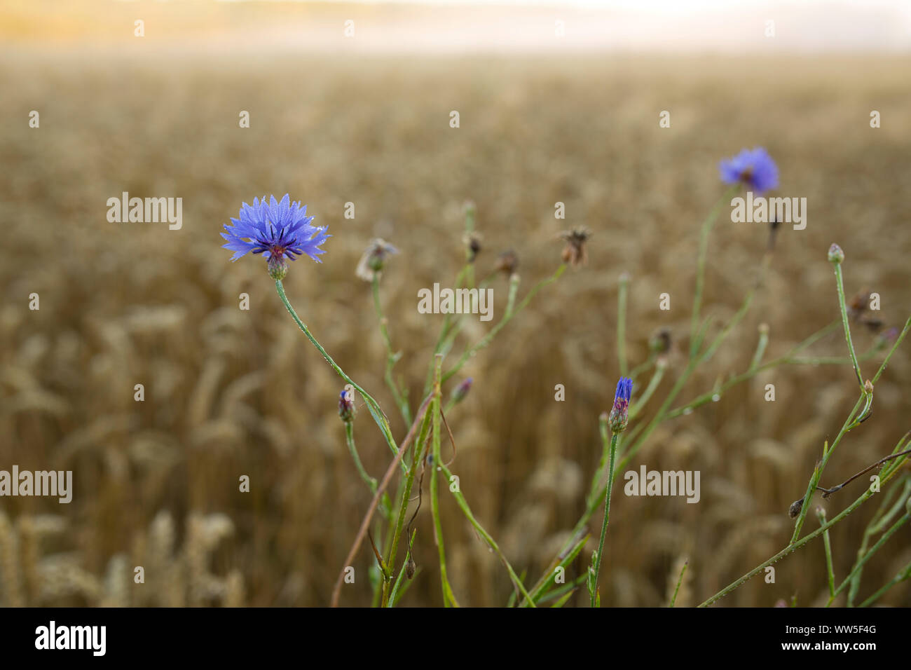 Grain field with blue cornflowers Stock Photo