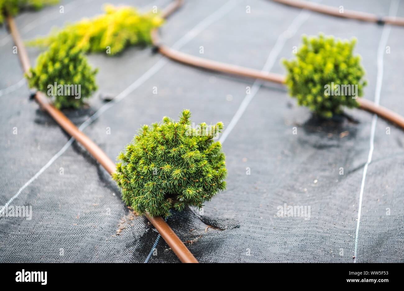 New Garden Developing. Small Planted Decorative Trees and Irrigation