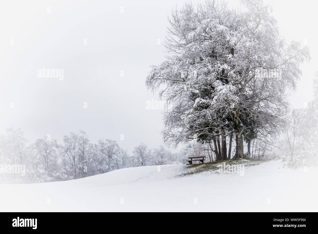 A quiet space on a bench under a snow-covered tree, Stock Photo