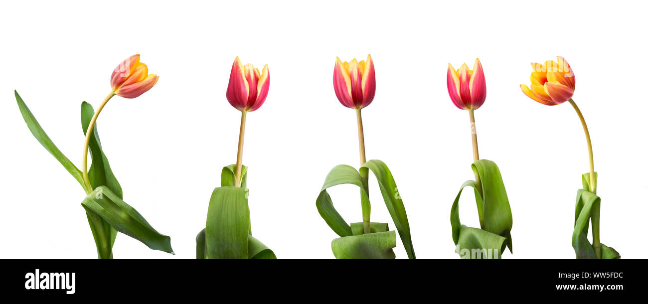 A collection of red and yellow tulip flowers isolated on a white ...