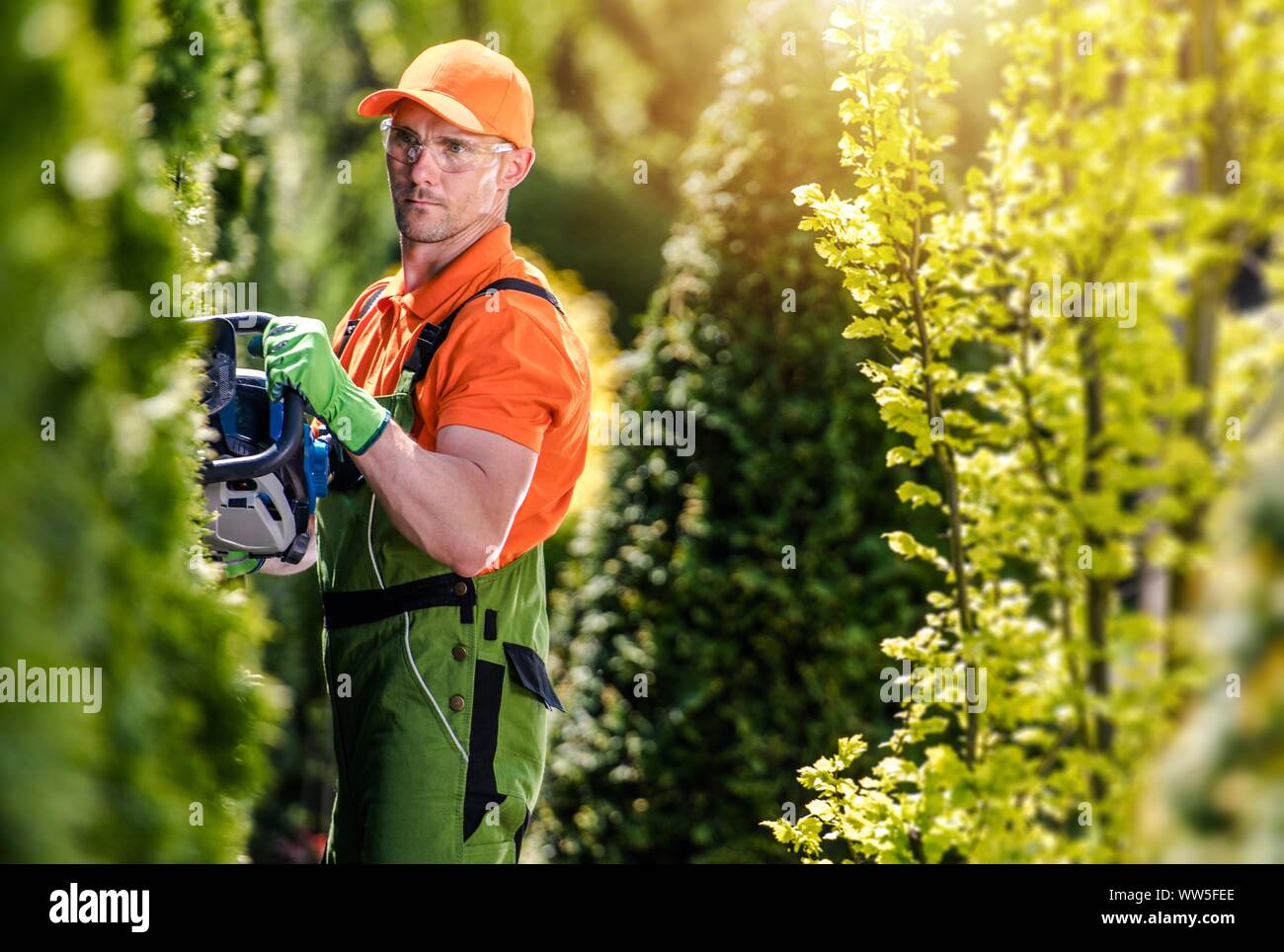 Thuja Green Wall Shaping by Caucasian Professional Gardener in His 30s. Gardening Theme. Stock Photo
