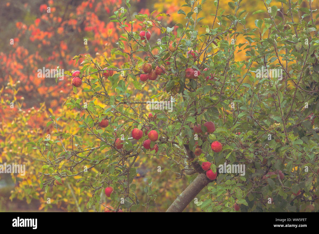 Red apples on a tree in bright autumn colours, Stock Photo