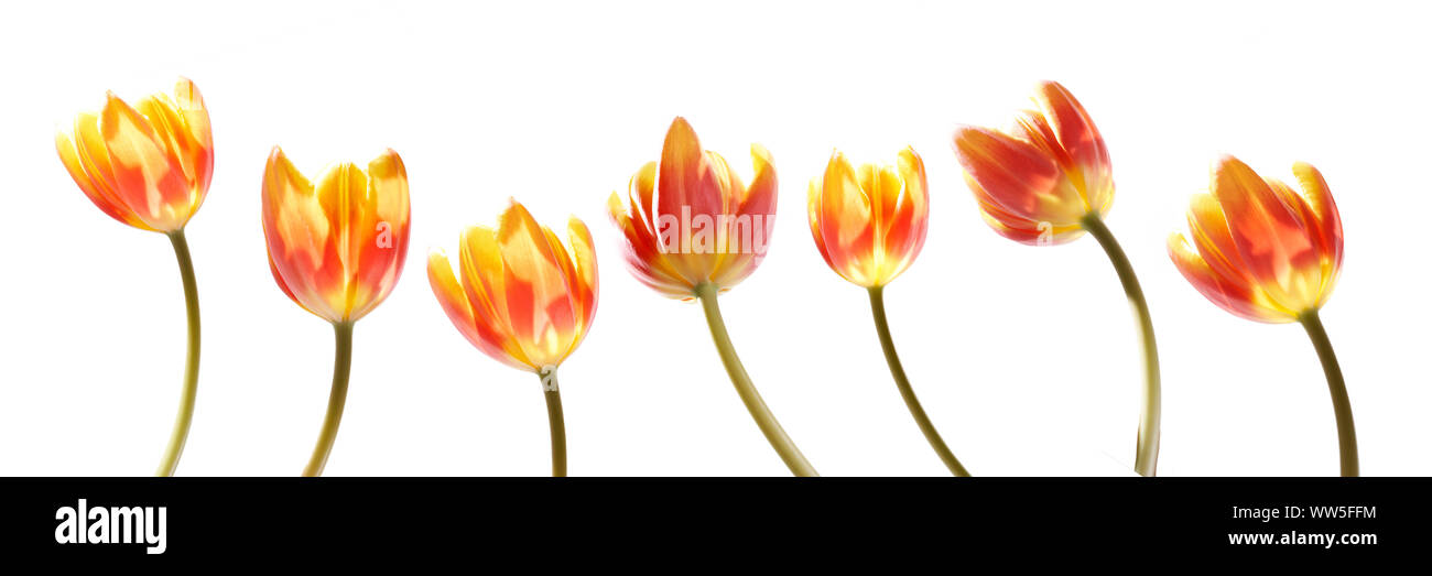 A collection of red and yellow tulip flowers isolated on a white ...