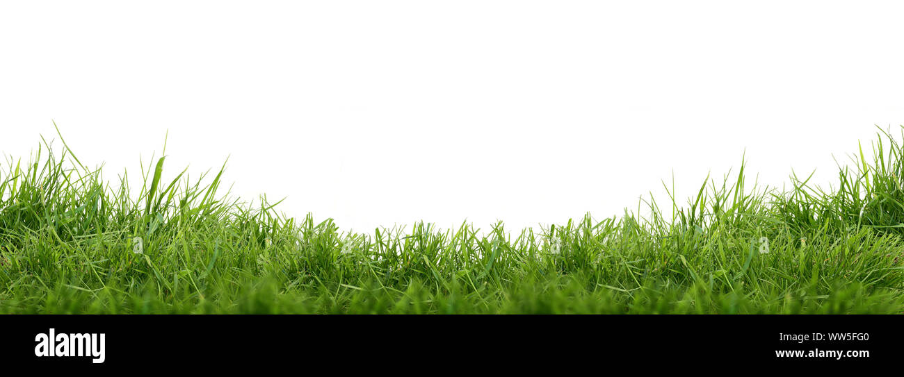 Fresh green grass isolated against a white background Stock Photo - Alamy