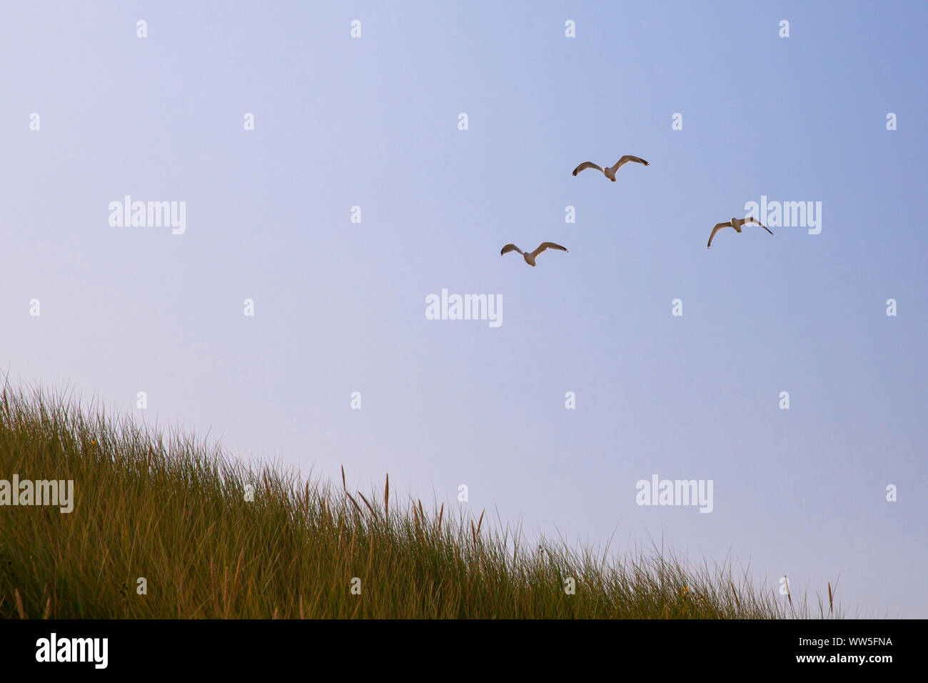 sea gulls over the beach in Oostkapelle on the peninsula Walcheren, Zeeland, Netherlands.  Moewen ueber dem Strand bei Oostkapelle auf Walcheren, Zeel Stock Photo