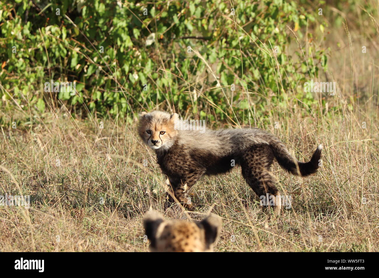 Cheetah cub in the savannah, Masai Mara National Park, Kenya. Stock Photo