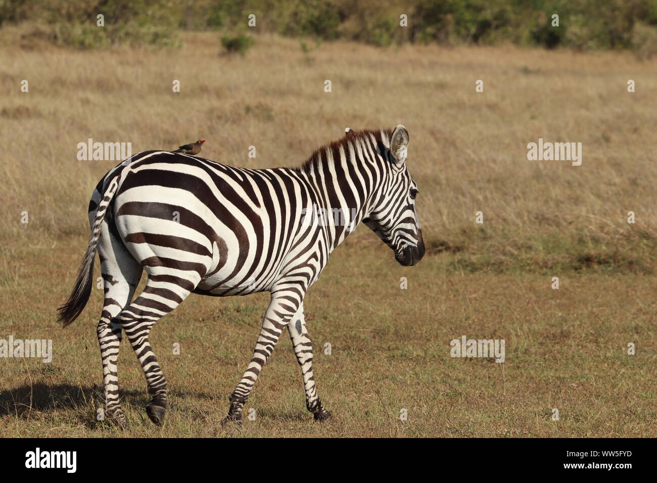 Zebra in the savannah, Masai Mara National Park, Kenya Stock Photo - Alamy
