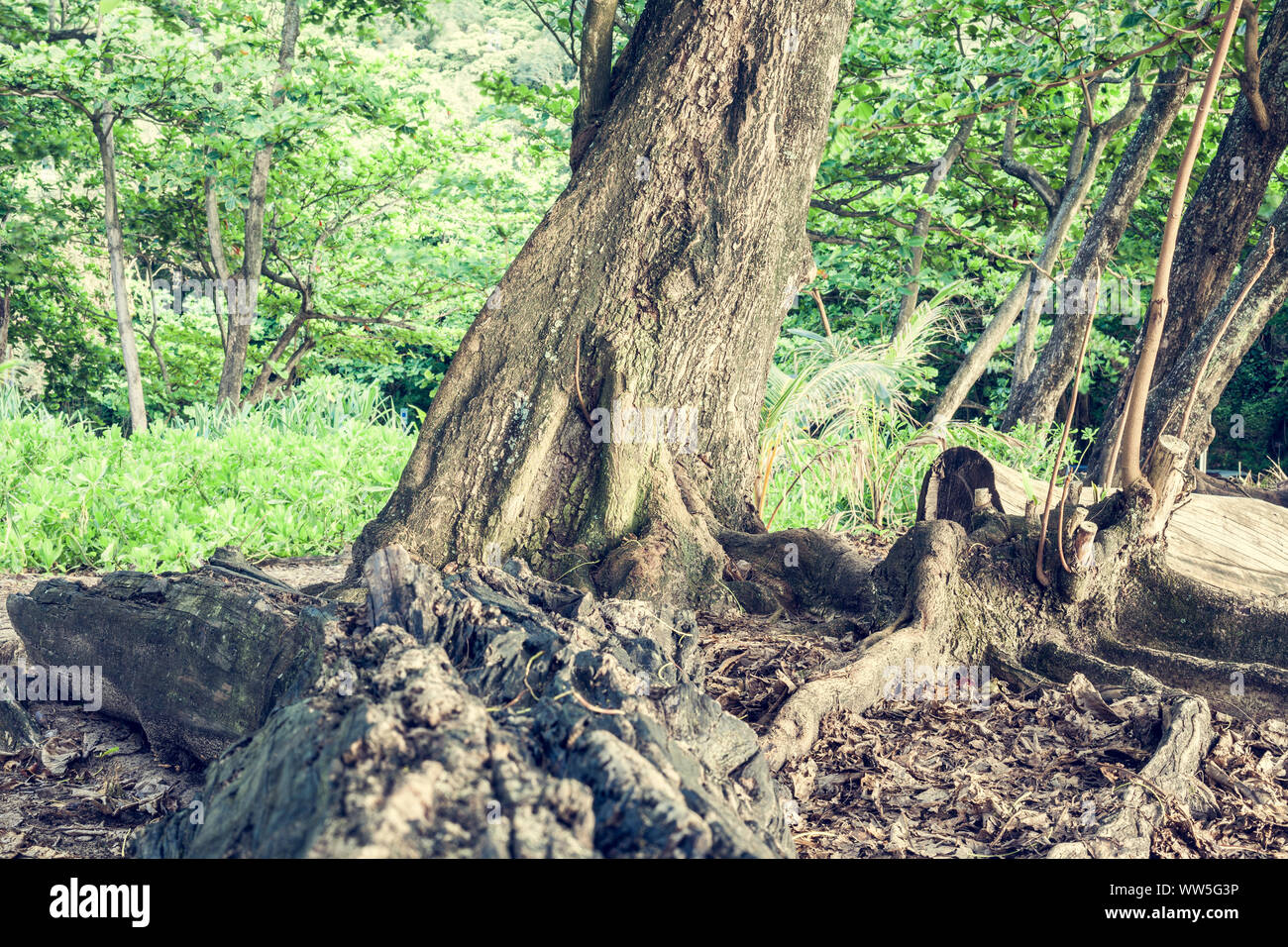 Hawaii rain forest hi-res stock photography and images - Alamy